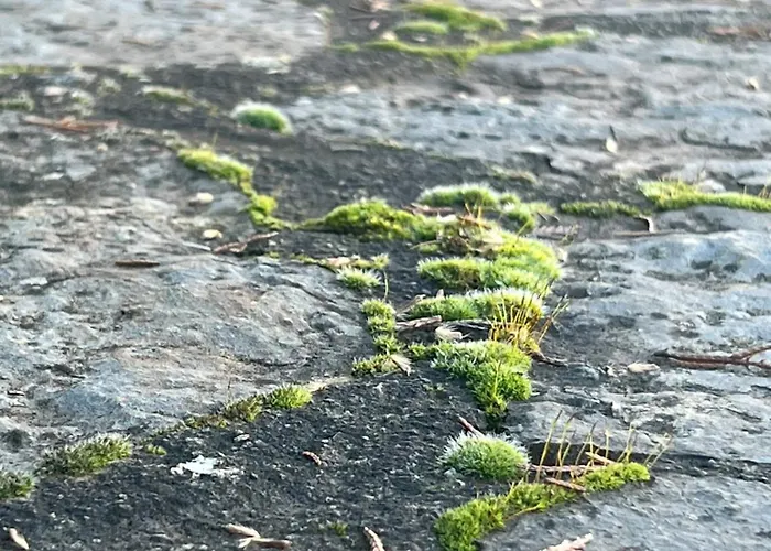 Mountain View - Full